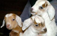 triplet-goats.jpg