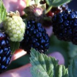 blackberry-picking