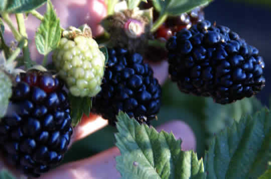 U-pick blackberry picking Savannah