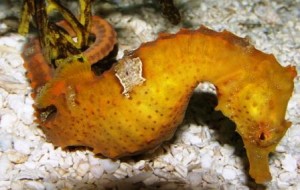 seahorse-at-aquarium-on-skidaway