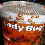 upclose-ladybugs-1