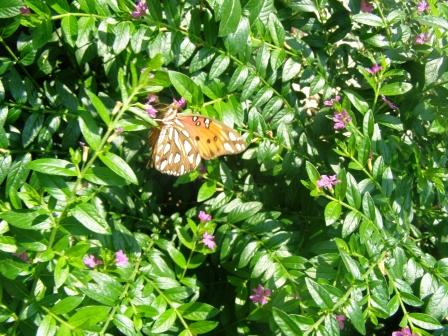 Butterfly Discovery Program for Kids Hilton Head Is. 