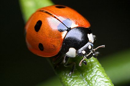 ladybug