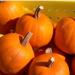 pumpkins