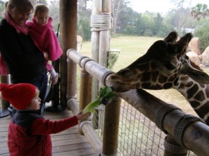 feeding-the-giraffes