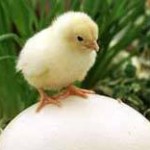chick