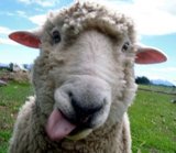 sheep