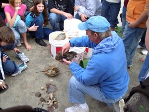 tybee-beach-activities-kids