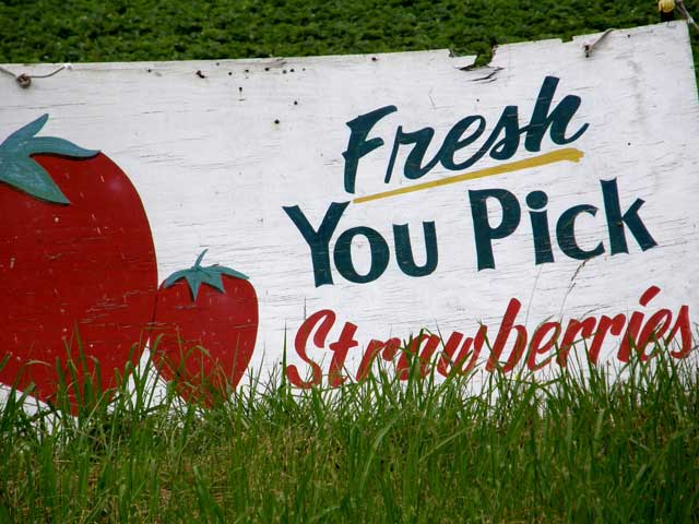 pick your own strawberries Savannah