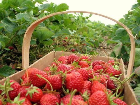 Sunday Supper in the Strawberry Patch Savannah 