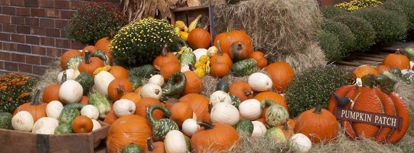 Pumpkin Patch Farms near Savannah Holiday Farms 