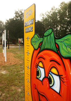 Holiday Farms pumpkin patch near Savannah