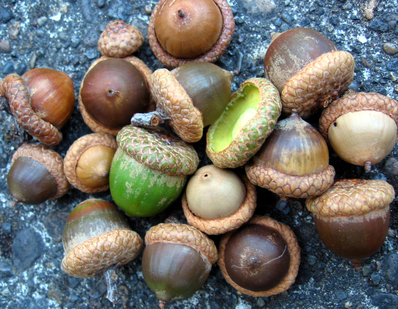 Acorn Harvest Savannah