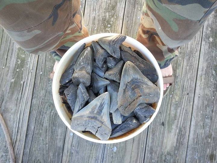 Shark Tooth Fairy Beaufort SC