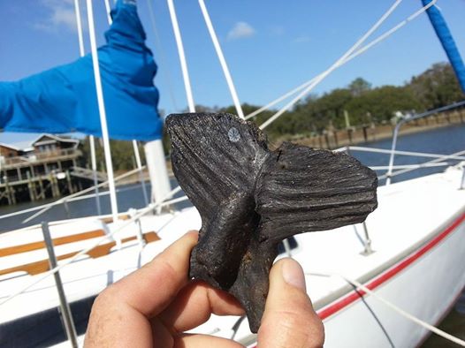 Shark tooth and fossil hunt Beaufort