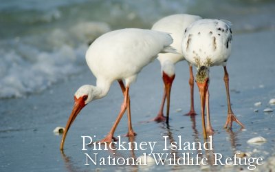 Pinckney Island National Wildlife Refuge near Savannah Hilton Head