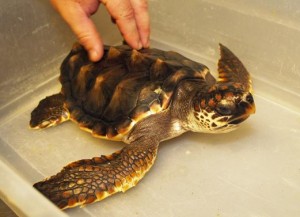 Skidaway Marine Science Day 2014 FREE Savannah kids events