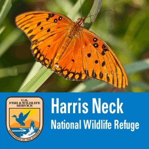 FREE Savannah kids at Harris Neck National Wildlife Refuge 