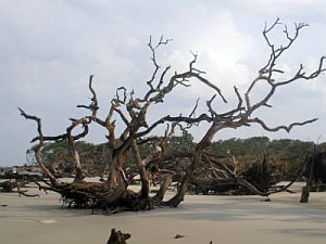 Driftwood beach Jekyll Island 