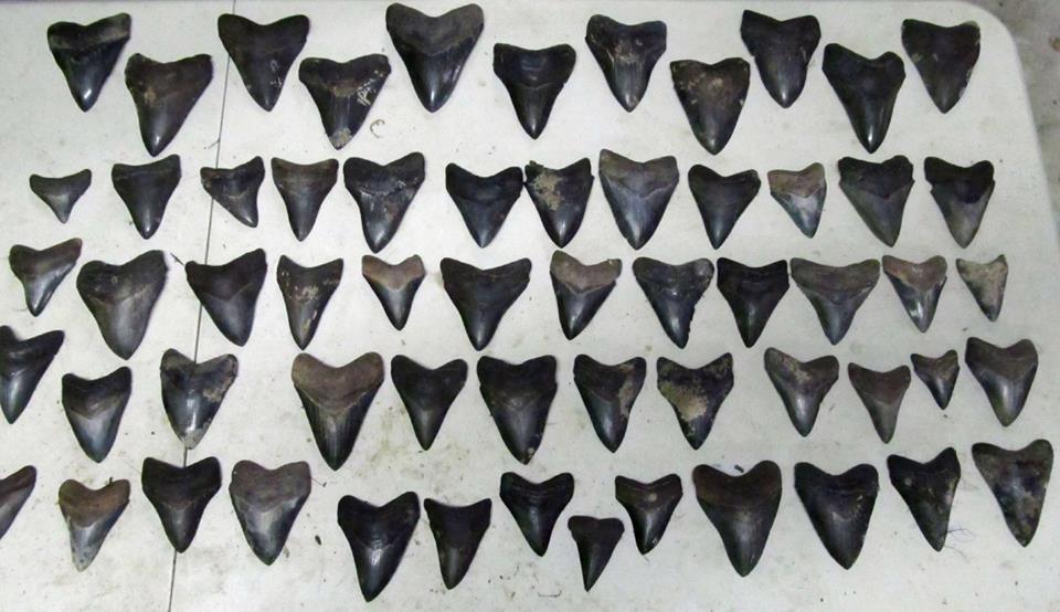 Shark Tooth Hunt with Shark Tooth Fairy, Tybee Is., Oct. 18