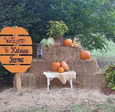 Holiday Farms Ridgeland SC pumpkin patch, hayrides, pig races