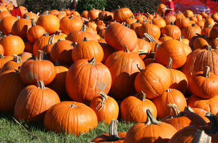 pumpkin patch corn maze farms in savannah