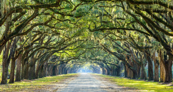 Wormsloe Colonial Haunted Trail Tour Halloween Savannah 