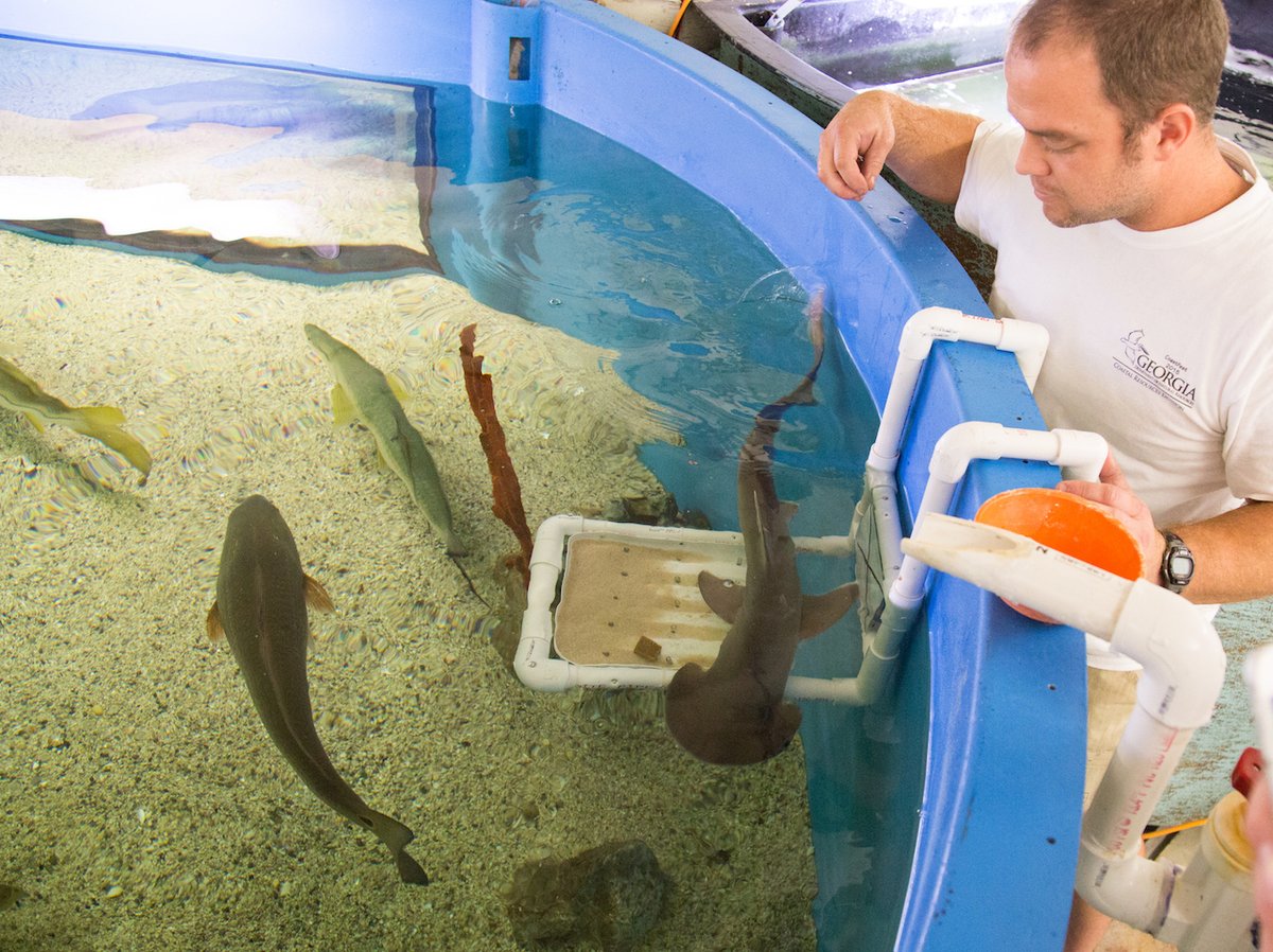 Skidaway Island Aquarium kids programs Savannah 