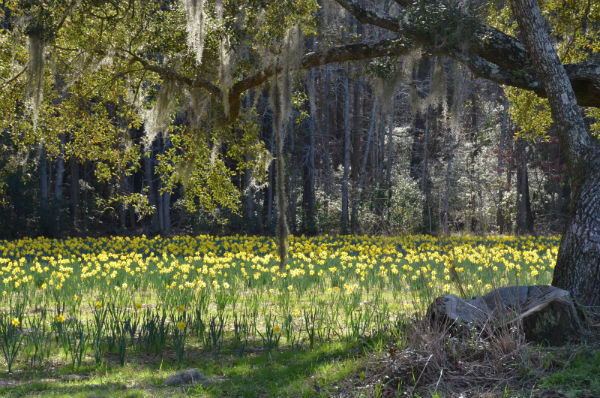 U-pick daffodils Bluffton Okatie Savannah 