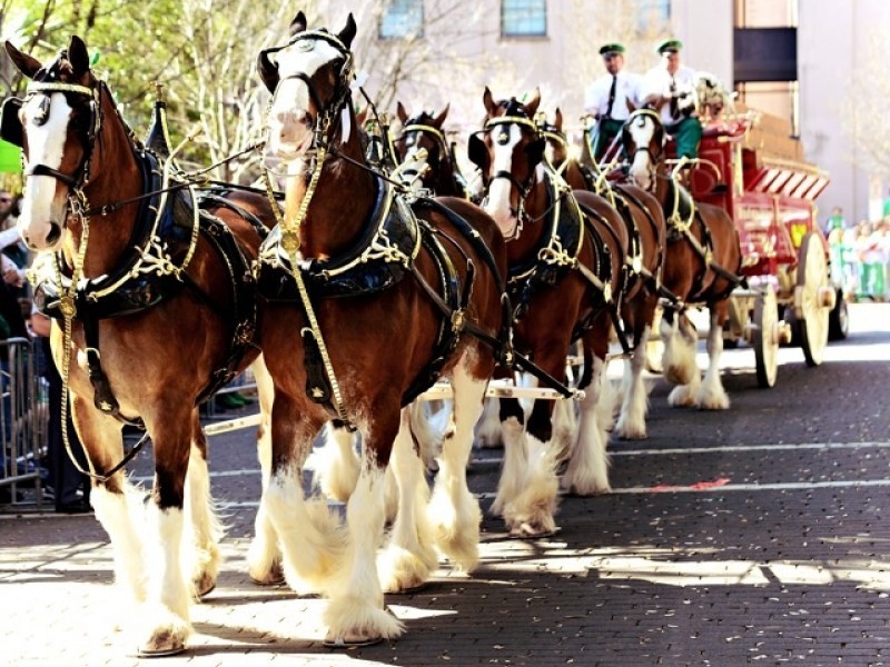 Budweiser Clydesdales in Savannah free open public Savannah Mall 