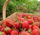 Supper Sunday Strawberry Patch Coastal Georgia Botanical Gardens 