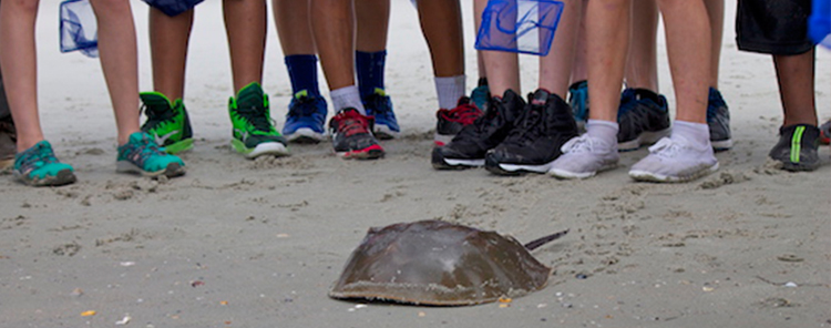 Horseshoe Crab Encounters Program Georgia Marine Education Center 