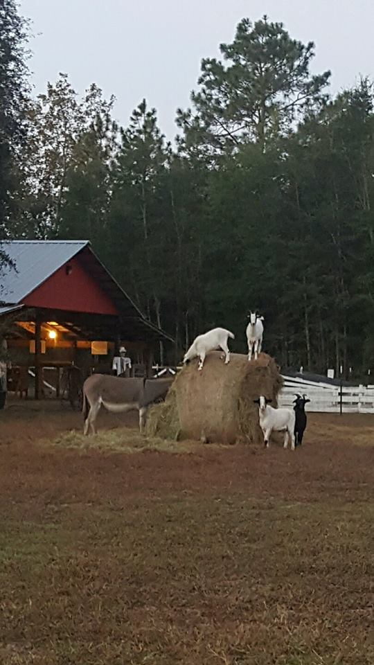 pumpkin patches hayrides farms Holiday Savannah Hilton Head 