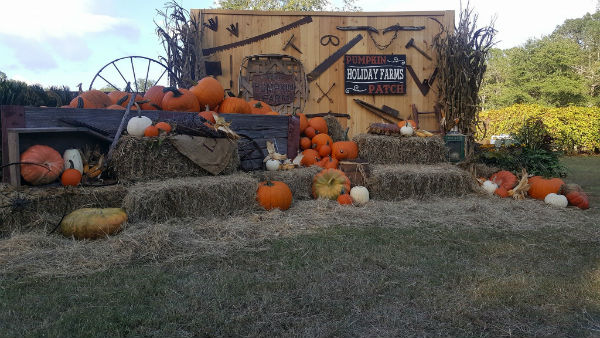 pumpkin patches farms hayrides corn maze Holiday Farms Savannah 