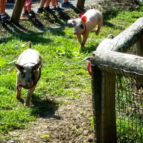 pig races fall pumpkin patch farms Holiday Farms Ridgeland SC