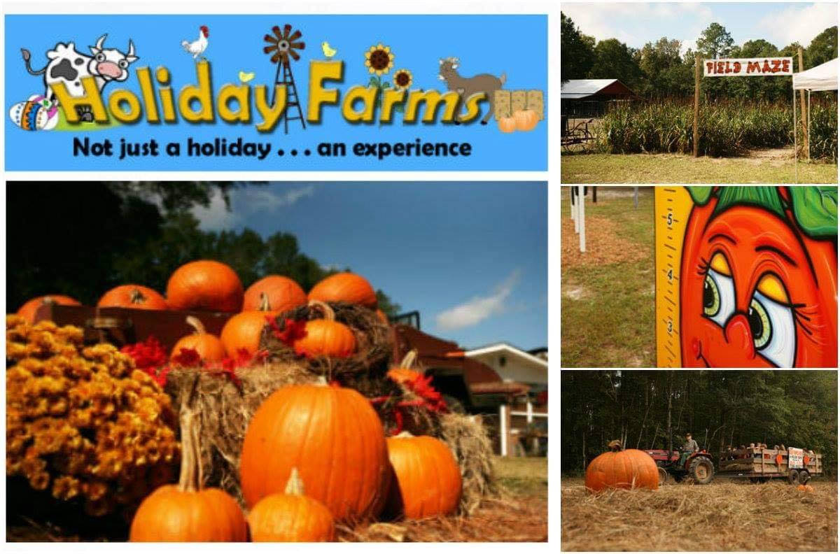 pumpkin patches savannah 