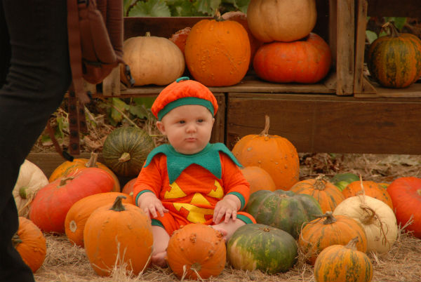 Poppell Farms pumpkin patch corn maze Savannah 