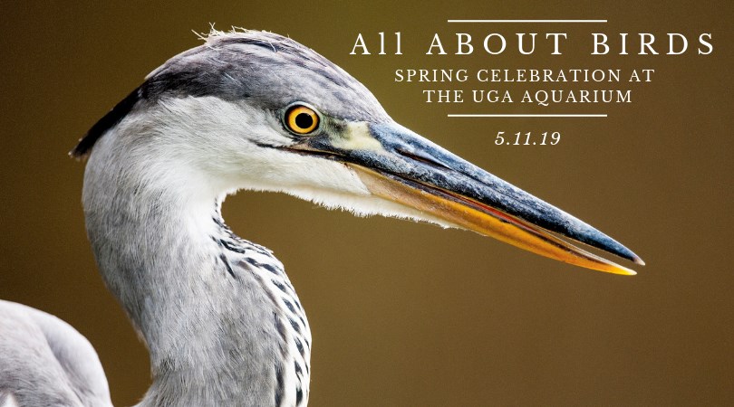 Shore Bird Festival Skidaway Savannah Aquarium 