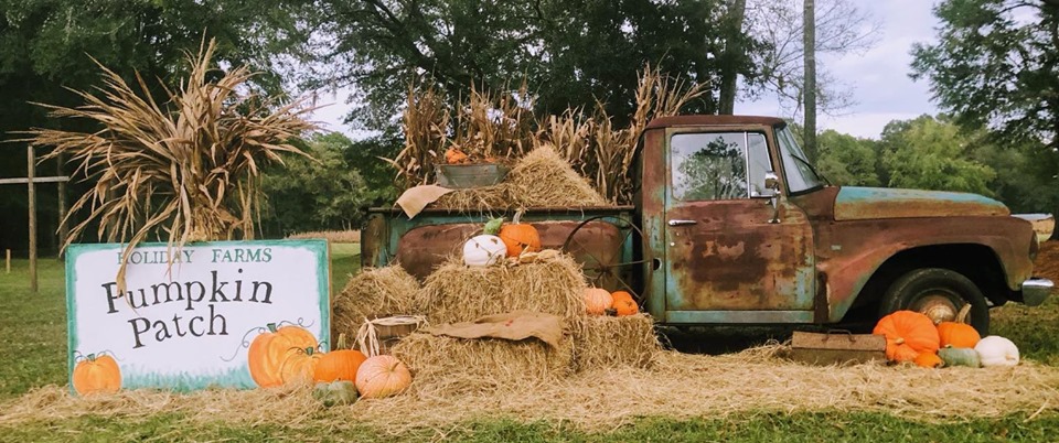 Holiday Farms Pumpkin Patch Pig Races Ridgeland Savannah Fall 2019 