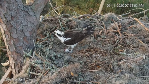 landings bird cam osprey 2020