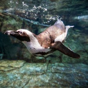 penguin webcam Georgia Aquarium 