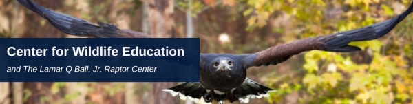 Center Wildlife education statesboro Georgia Southern Raptor Program