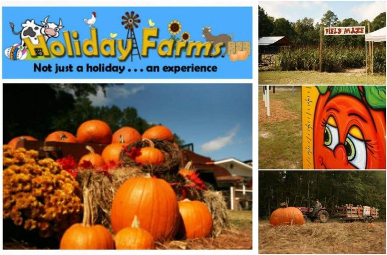 Holiday Farms Pumpkin Patch hayrides pig races ridgeland hilton head bluffton savannah 