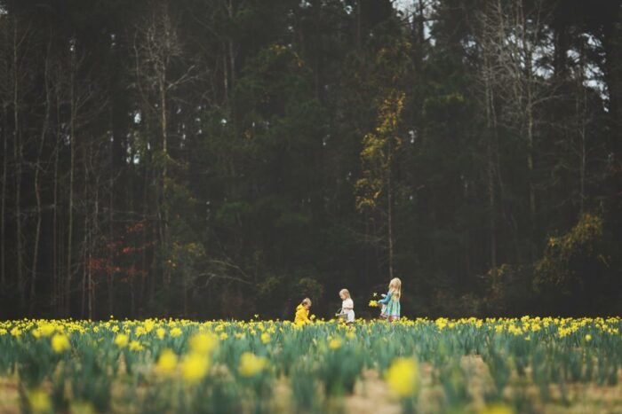 u-pick daffodil bluffton okatie s.c. 