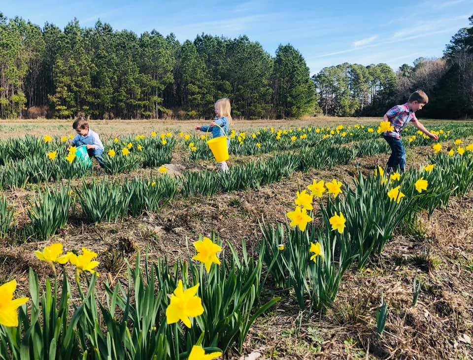 u-pick daffodils okatie bluffton hilton head savannah 