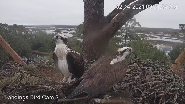 landings bird cam osprey savannah 2021 