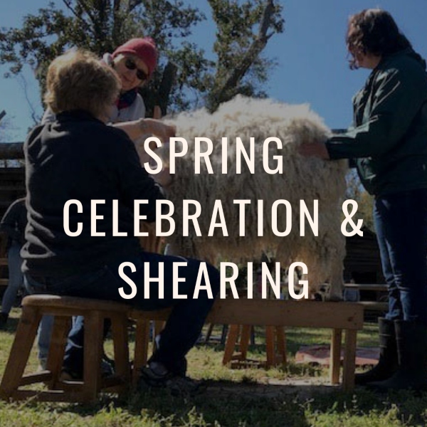 Spring Celebration Shearing 2021 Savannah Oatland Island Wildlife Center 