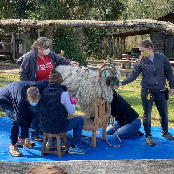 Oatland Island Sheep to Shawl Festival 2022 Savannah Spring Festivals 