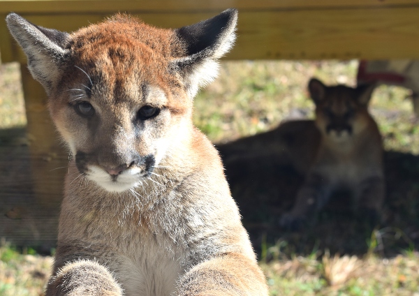 cougar cubs name fundraiser Oatland Island Friends donate 
