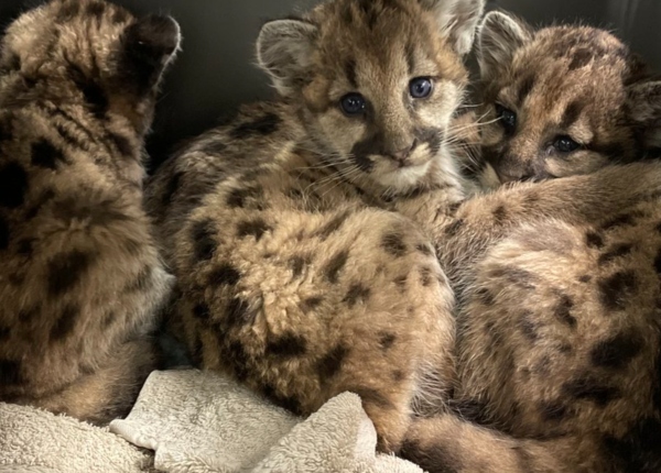 Oatland Island Savannah cougar cubs 